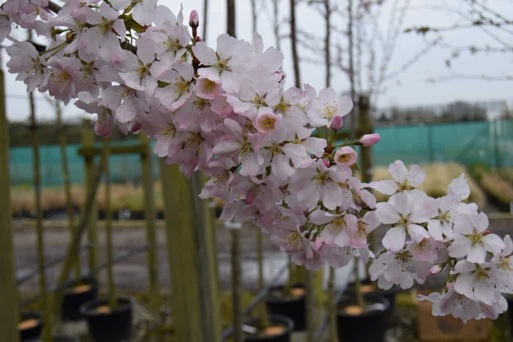 Prunus 'Pandora' 12-14 HS